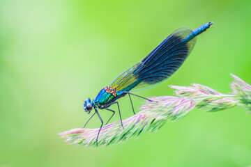Close-up of a dragonfly with a green background