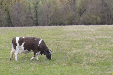 A cow is grazing grass in a field 