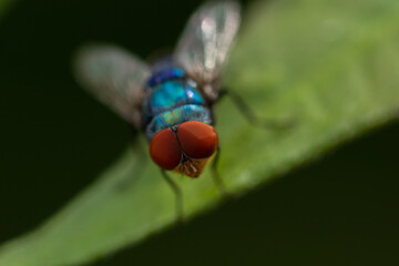 Selective focus Macro image of red eyes of a housefly siting on green leaf

