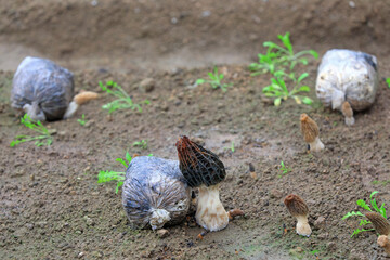 Morel grow sturdily in the greenhouse, North China