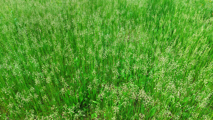 green grass background texture