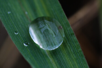 Foto macro de gota de agua sobre cesped en pleno amanecer Argentino.