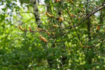 pine flowers