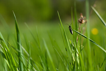 grass blade with a bug