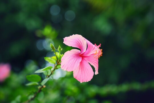 Pictures of pink flower in garden 