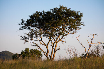Naklejka na ściany i meble Panorama view of a typical southern african landscape. Large Acacia tree in the savanna plains of South Africa. Tourism and vacations concept.