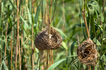 Close up of weaver bird nests in reed