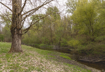 A river with a tree on the shore 