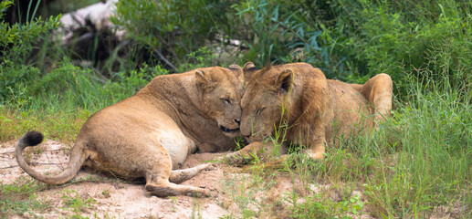Naklejka na ściany i meble Loving lions in natural habitat, sweet scene. Lovely couple of lions in tenderness. Affection and animals. Seen at game drive, South Africa.