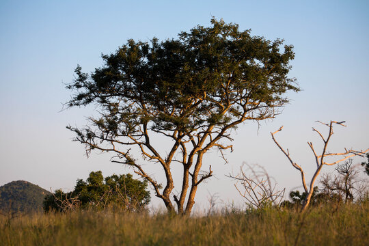 Panorama view of a typical southern african landscape. Large Acacia tree in the savanna plains of South Africa. Tourism and vacations concept.