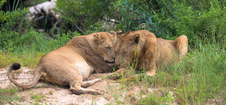 Loving lions in natural habitat, sweet scene. Lovely couple of lions in tenderness. Affection and animals. Seen at game drive, South Africa.