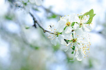 
plum tree flowers