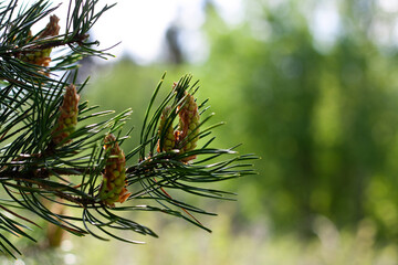 pine branch