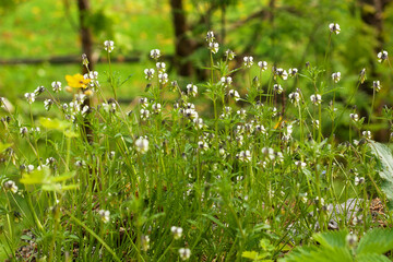 grass and flowers