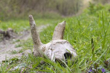 Skull bones with partial parts of deer antlers