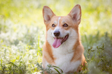 welsh corgi dog on a summer walk in the grass