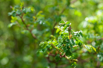 Fototapeta na wymiar rosehip bushes