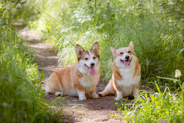 group of welsh corgi dogs on a summer walk in the grass