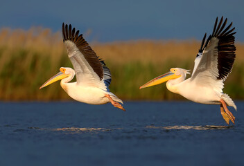 Fototapeta na wymiar Single and group images of the great white pelican (Pelecanus onocrotalus) in natural habitat. Birds are shot in the rays of the soft evening sun close-up in flight and at rest