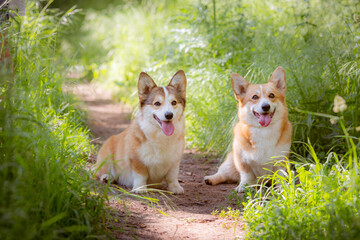 Naklejka na ściany i meble group of welsh corgi dogs on a summer walk in the grass