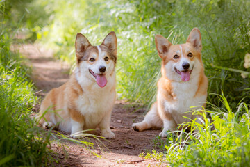 group of welsh corgi dogs on a summer walk in the grass