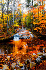Fototapeta na wymiar Massachusetts, United States, Forest in autumn ,USA