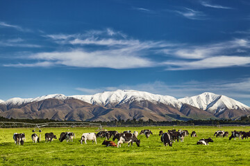 New Zealand landscape - 437056480