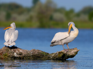 A single and a pair of Dalmatian pelican (Pelecanus crispus) are photographed close-up in soft morning light against a blurred background