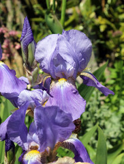 Close up of a blue and yellow bearded Iris, Derbyshire England       
