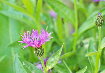 Purple Knapweed