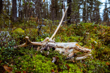 Reindeer skull, Porjusvägen, Gällivare, Sweden