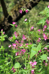 Red Campion flowers and nettles, Derbyshire England       
