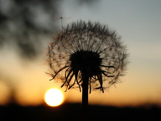 Taraxacum officinale. Blooming dandelion flower against the sunset. Silhouette of a dandelion in the sun.