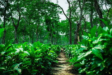tea garden with walking trails leading line and many tree in the background from low angle