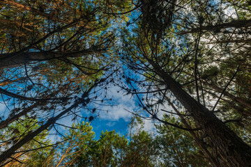 Fototapeta premium Reforestation of pinus elliot within a forest on the farm. Wood widely used in the pulp industry and in civil construction and furniture.