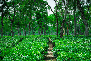 tea garden with walking trails leading line and many tree in the background from flat angle