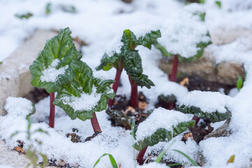 Small plants of garden rhubarb in garden capped with snow during cold snap of ice saints