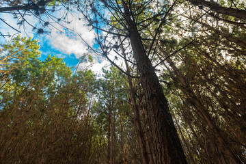 Fototapeta premium Reforestation of pinus elliot within a forest on the farm. Wood widely used in the pulp industry and in civil construction and furniture.