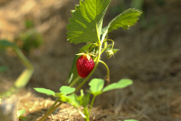 Strawberries on a strawberry plant on a strawberry plantation