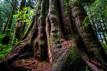 Western Red Cedar at Jurassic Grove near Port Renfrew, Vancouver Island, BC Canada