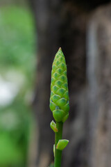 close up of a agave flower 