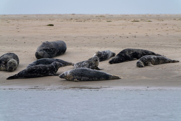 colony of gray seals basking in the sun on a sand bank in western Denmark