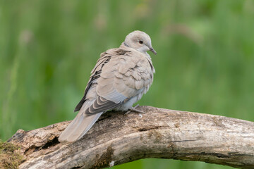 Eurasian Collared-Dove          (Streptopelia decaocto) on a branch. Gelderland in the Netherlands. Bokeh background.                   