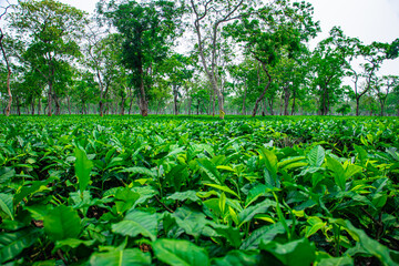 Fototapeta na wymiar tea plants with its newly grown green leafs at tea garden at day from flat angle