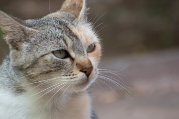 Tricolor street cat looks seriously to the side. Portrait of multicolor cat outdoor. Blurred background, copy space