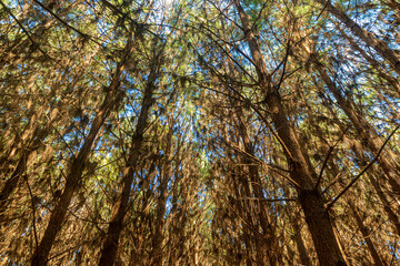 Reforestation of pinus elliot within a forest on the farm. Wood widely used in the pulp industry and in civil construction and furniture.