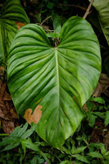 leaves in the garden