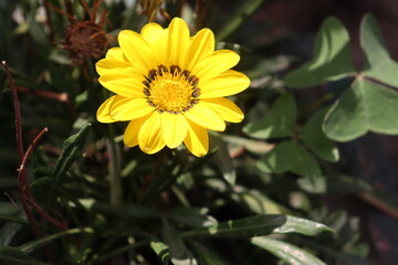 Sunflower In Garden