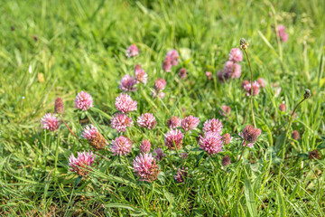 Closeup of a red clover plant flowering between the green grass. The photo was taken in a Dutch nature reswerve on a sunny day in the spring season.