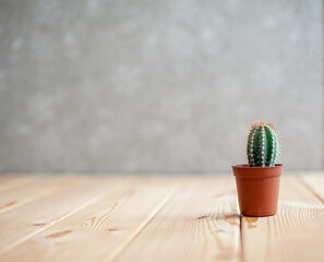 A small cactus in a brown pot on a wooden table. Home interior design. There is free space for the text.